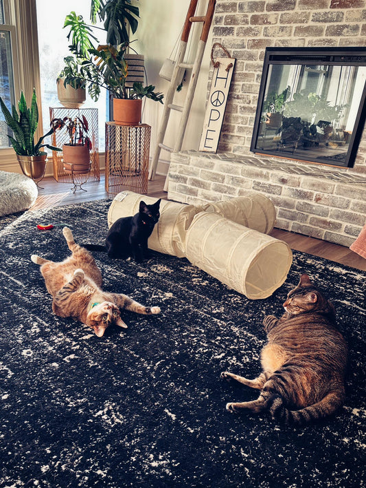 No Cats, No Shade: Why We’re Going Fur-Free