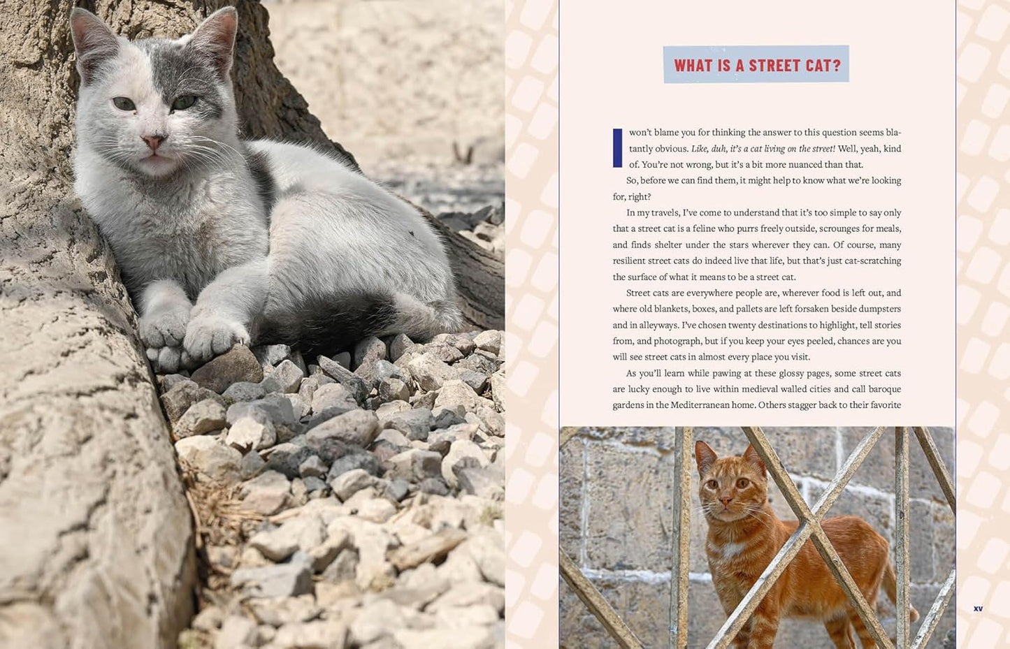 Street Cats & Where To Find Them